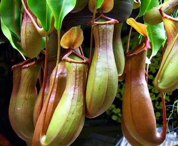 植物界中的丑萌“大暖男”，养在家中居然可以帮你“吃蚊虫”！