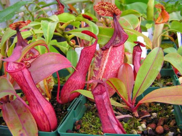 植物界中的丑萌“大暖男”，养在家中居然可以帮你“吃蚊虫”！