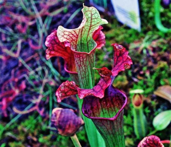 植物界中的丑萌“大暖男”，养在家中居然可以帮你“吃蚊虫”！