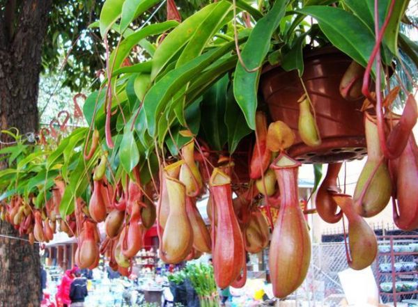 植物界中的丑萌“大暖男”，养在家中居然可以帮你“吃蚊虫”！