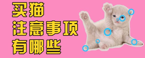 买猫注意事项有哪些