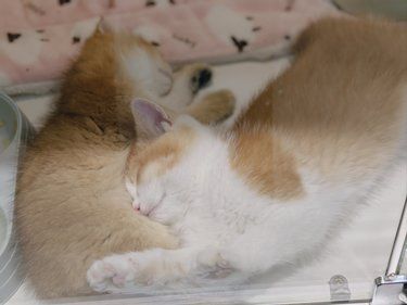 猫咪梦