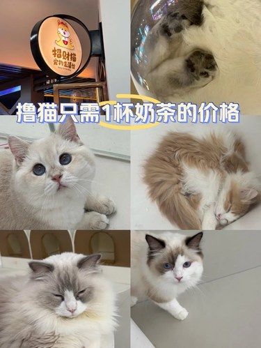 不到20块的猫咖！猫咪脾气超好