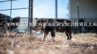宠物猫和有狂犬病的流浪猫交配会传染狂犬病吗？