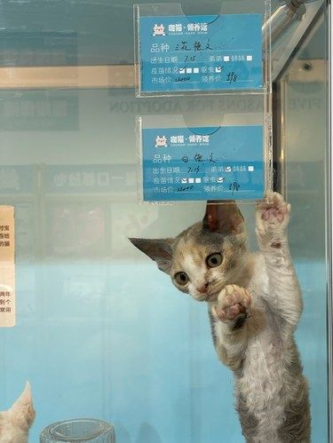 猫咪免费领，宠物店现在玩嘛呢？