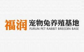宠物兔饲养技巧与养护指南 3