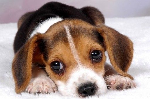 最省心的小型犬(200元以内的小型犬)