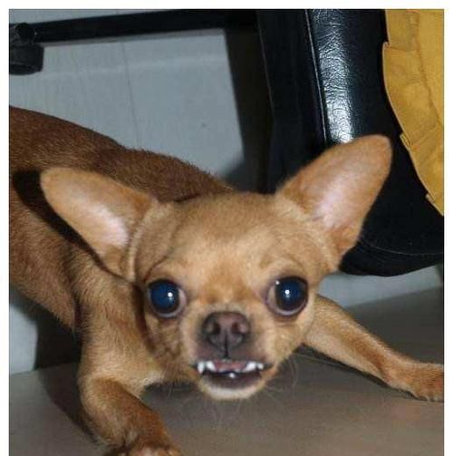 中小型犬的饲养方法（从健康、营养、运动等方面全面呵护你的爱犬）