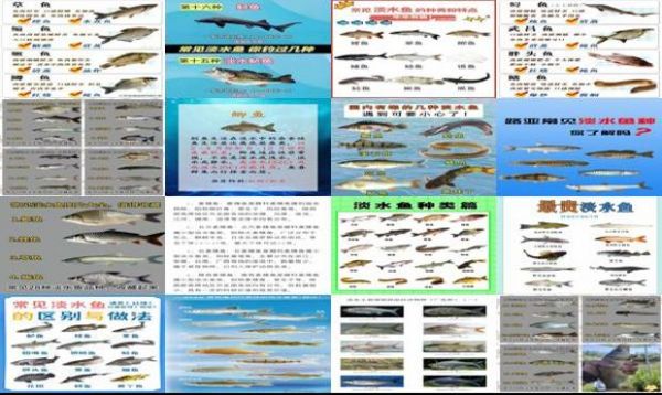100种常见淡水鱼图解