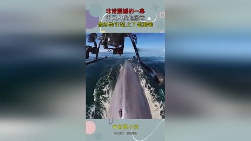 非常震撼的一幕，用无人机追蓝鲸，最终给它装上了监测器！