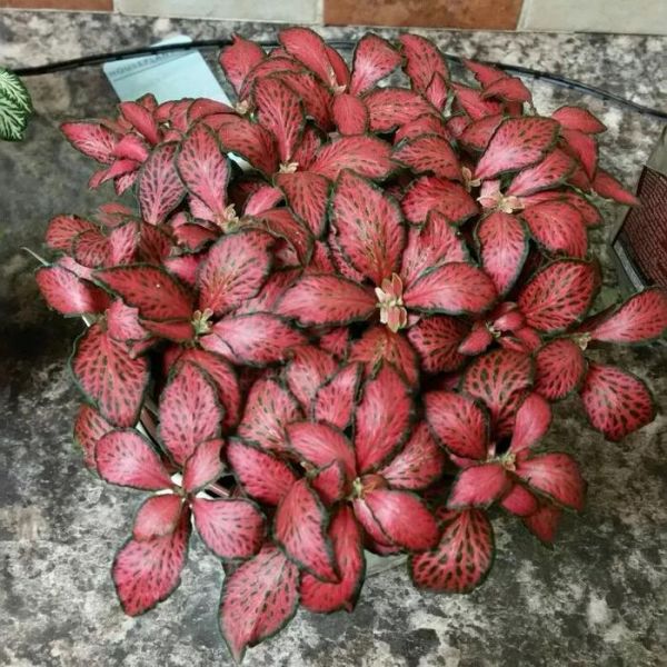 9种可以在浴室高温高湿环境下生长良好的植物