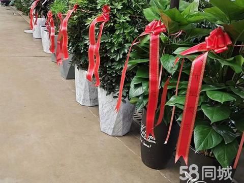 白银园林花卉·白银花卉植物外送开业植物/租摆活动/绿植花卉租售