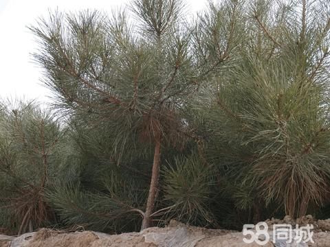 白银园林花卉·家有大量油松树苗急待出售