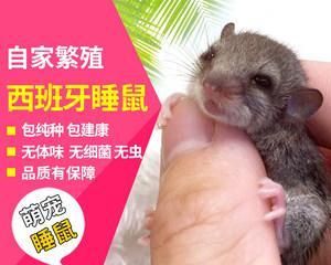 四川毛尾睡鼠的宠物养殖指南（宠物养殖必知的饲养要点与注意事项）