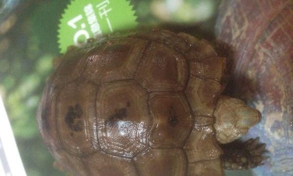 如何正确饲养缅甸陆龟（以宠物为主，让你的缅甸陆龟健康成长）