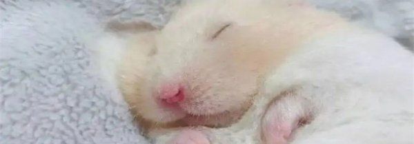 仓鼠各种睡姿的意义