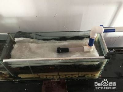 博宇鱼缸过滤器安装视频：博宇鱼缸过滤器安装指南 鱼缸 第3张
