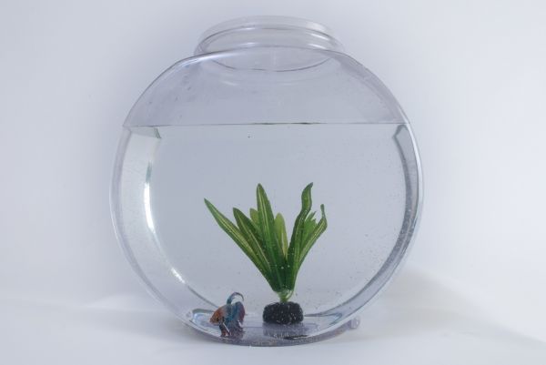 景泰蓝鱼缸种植植物有哪些品种图片(青龙石造景草缸适合养什么鱼) 祥龙进口元宝凤凰鱼