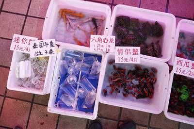 芳村花鸟鱼虫新市场有那些鱼卖：广州芳村花鸟鱼虫新市场鱼类种类与养护技巧 广州水族批发市场 第2张