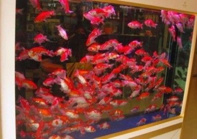 芳村花鸟鱼虫新市场有那些鱼卖：广州芳村花鸟鱼虫新市场鱼类种类与养护技巧 广州水族批发市场 第3张