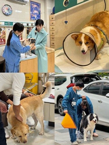 瑞派华茜｜给它宠爱 给主人安心
