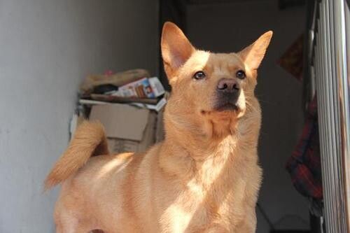 中华田园犬有哪些品种?5种特殊的田园犬品种介绍