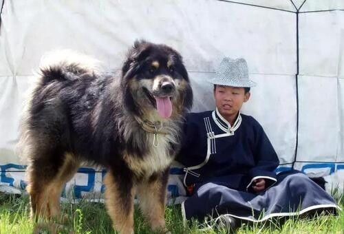中华田园犬有哪些品种?5种特殊的田园犬品种介绍