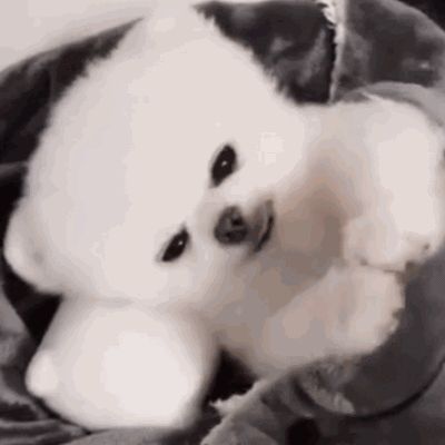 宠物狗的品种有哪些