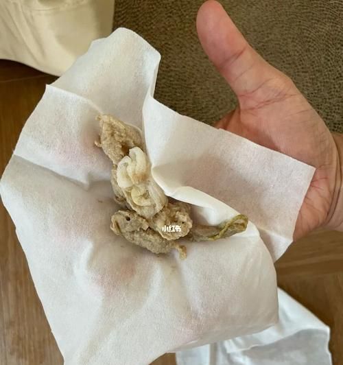 宠物小猫因摔伤吃后呕吐的应急处理方法(怎样正确地处理宠物小猫的急救措施)