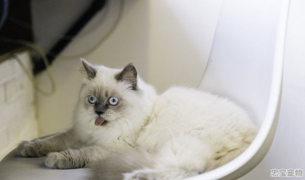 猫咪应急急救措施，宠物生病应急措施有哪些呢 - 忠宝宠物