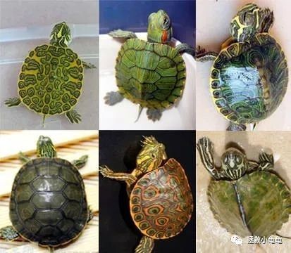 巴西脸的龟都有哪些？