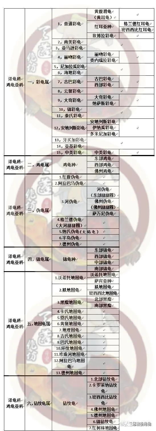巴西脸的龟都有哪些？