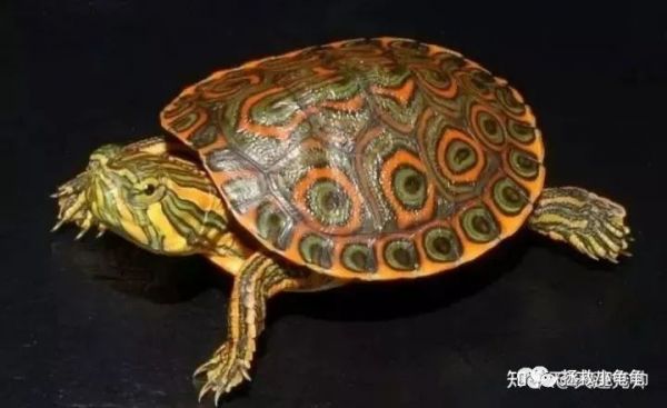 巴西脸的龟都有哪些？