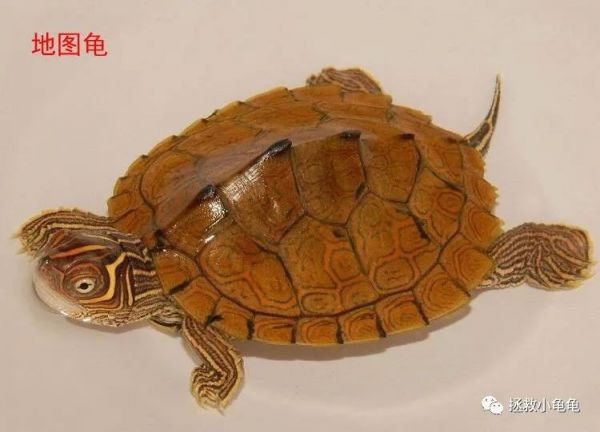 巴西脸的龟都有哪些？