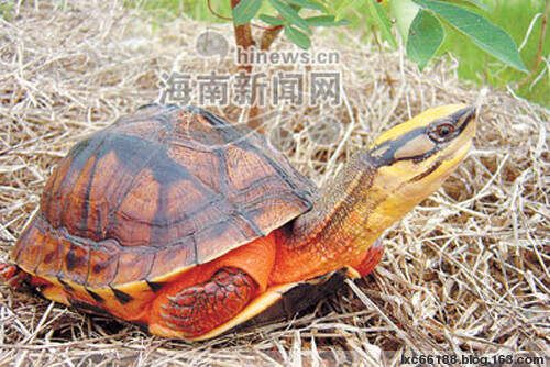 高档龟档案（图文） - 理睬 - .