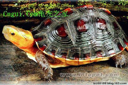 高档龟档案（图文） - 理睬 - .
