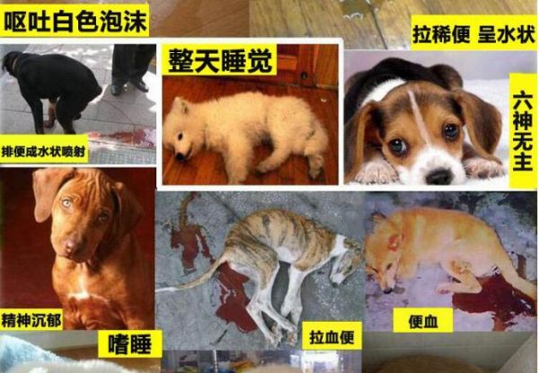 狗狗得了细小，怎么办（了解细小病毒）