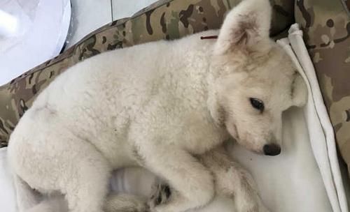 狗狗得了细小，怎么办（了解细小病毒）
