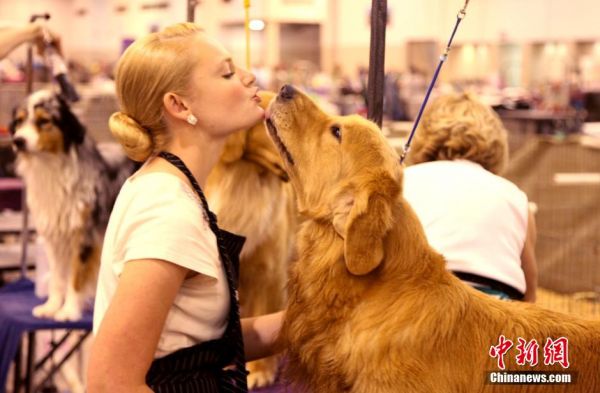 休斯敦“世界名犬展” 万只萌狗角逐奖牌