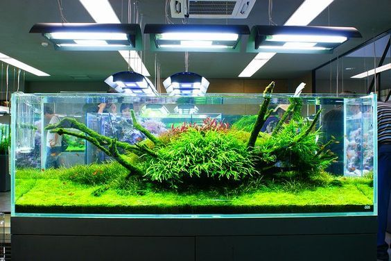 鱼缸脏了怎么清洗?白醋,刮藻刀,磁力擦,塑料卡片都能用