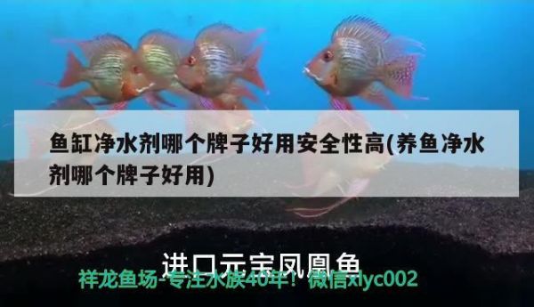 鱼缸清洗维护方案（底滤鱼缸怎么清洗）