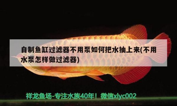 鱼缸清洗维护方案（底滤鱼缸怎么清洗）