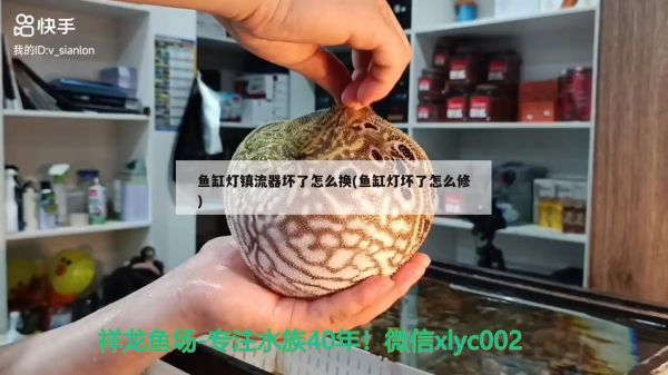 鱼缸清洗维护方案（底滤鱼缸怎么清洗）
