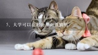 大学可以在宿舍里面养猫吗