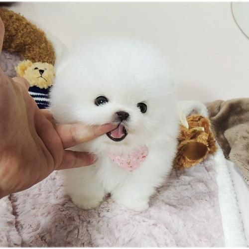 热门宠物狗有哪些品种