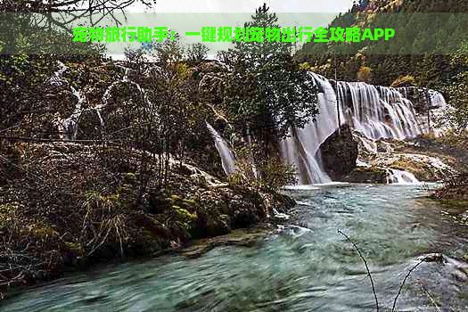 宠物旅行助手：一键规划宠物出行全攻略APP