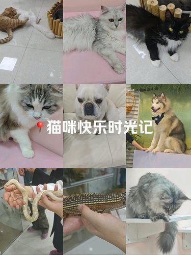 猫咪天地～宠物乐园