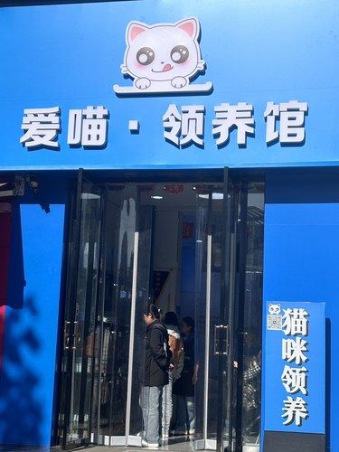 免费领养可爱小喵喵[爱心]