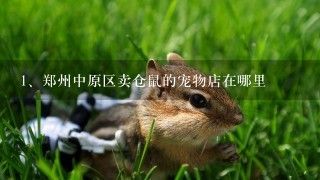 郑州中原区卖仓鼠的宠物店在哪里