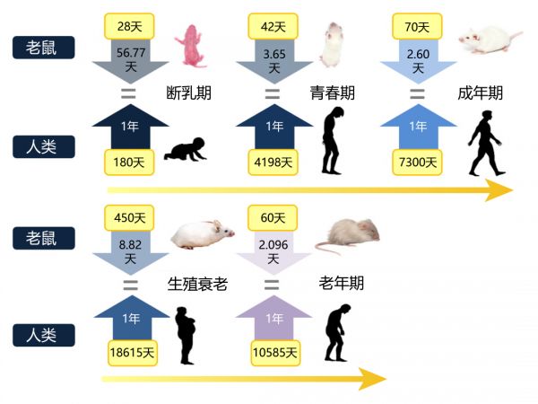 小鼠与人类年龄对应时间表（图 / 参考文献[4]）